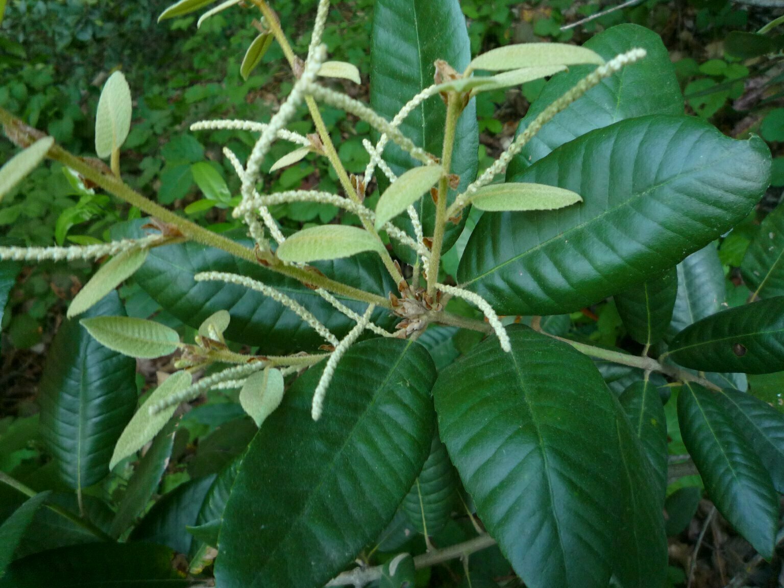 High Resolution Notholithocarpus densiflorus Bud